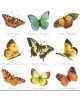 SERVILLETAS DE COMIDA MOD: COLECCION DE MARIPOSAS